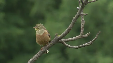 Bird Ortolan bunting singing and displaying landed on a branch after migration Video stock 61276943