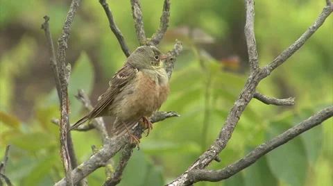 Bird Ortolan bunting singing and displaying landed on a branch after migration Vidéo 61277112