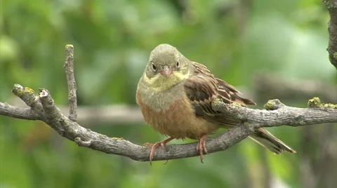 Bird Ortolan bunting singing and displaying landed on a branch after migration 스톡 동영상 61277515