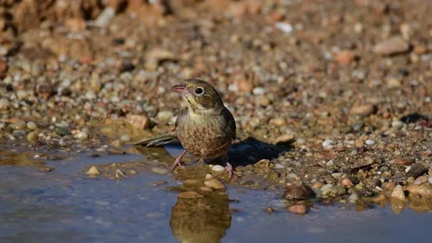 A bird ortolan drinks water in a puddle. Emberiza hortulana Stock-Footage 141718838