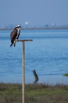 Bird - Osprey on perch Stock Photos