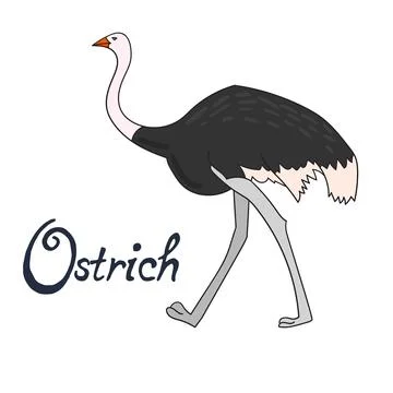 Bird ostrich vector illustration Stock Illustration