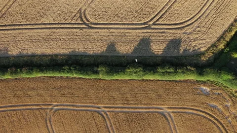 Bird over fields and hedge 動画素材 168372939