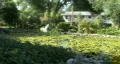 Bird Over Pond HD Footage