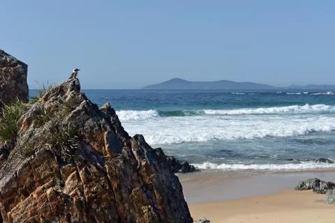 Bird overlooking Australian beach Stock Photos