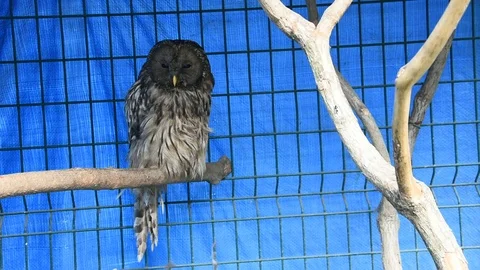 Bird owl 스톡 동영상 115032856