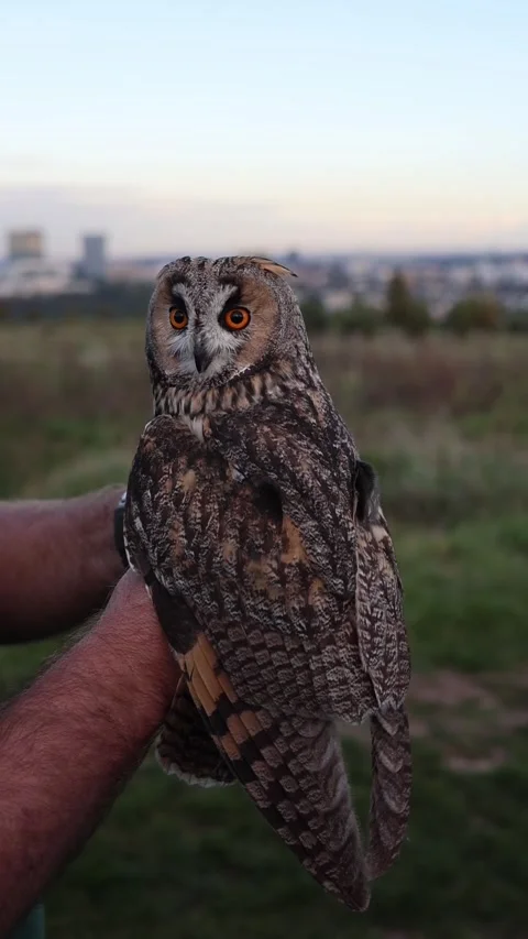 Bird owl on hands vertical video Stock Footage 286996340
