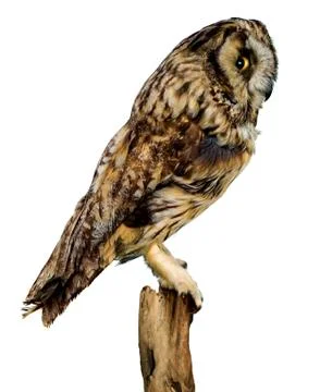 Bird owl Stock Photos