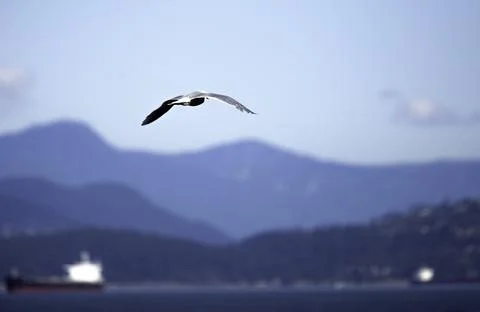 A bird from the Pacific Ocean view. Фото