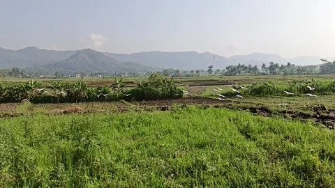 Bird in paddy field Stock Footage 246545255