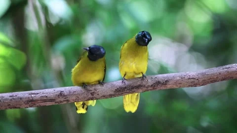 Bird pairing Black-headed Bulbul, Stock Footage 255571179