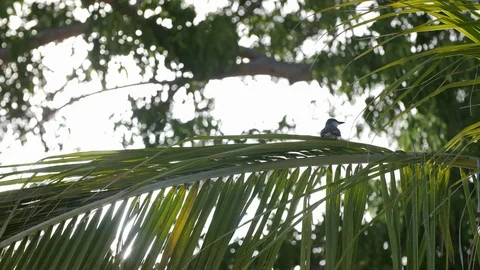 Bird on Palm Tree Branch, Sun Coming Through the Branches 库存影片 102350169