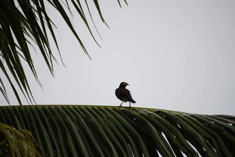 Bird on the palm tree Stock Photos