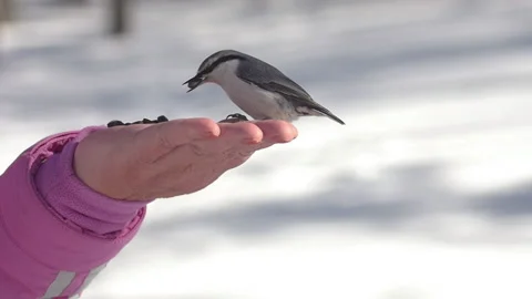 Bird in the palm, winter forest Stock Footage 178578583