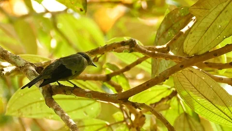 Bird in Panama stands under canopy protecting it from sunlight Stock-Footage 123555610