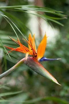 Bird of Paradise in Bloom Foto stock