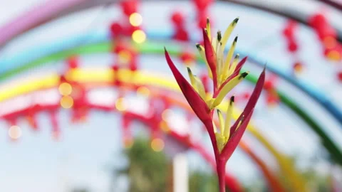 Bird of paradise flower background decorations. Stock Footage 301684021