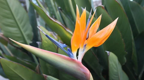 Bird of Paradise Flower Background Stock Footage 39910502