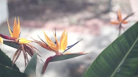 Bird of paradise flower Stock Footage 71252238