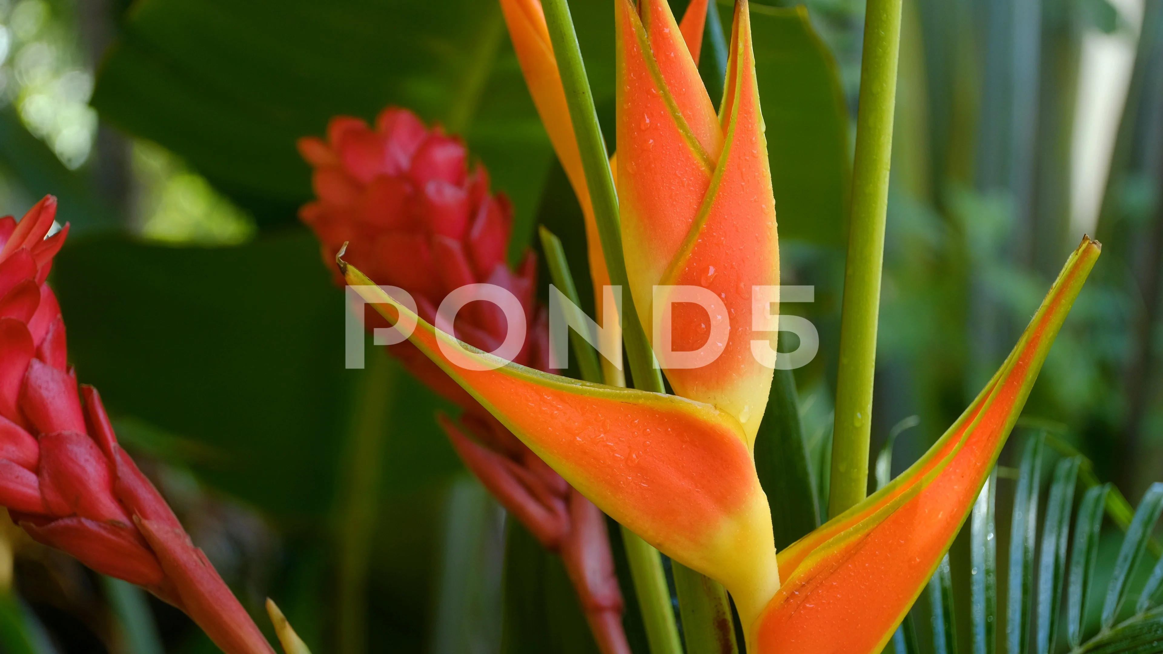 Red Bird Of Paradise Stock Video Footage | Royalty Free Red Bird Of  Paradise Videos | Pond5