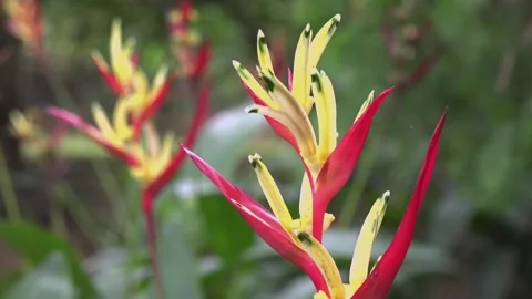 Bird of paradise flower Stock Footage 156332574