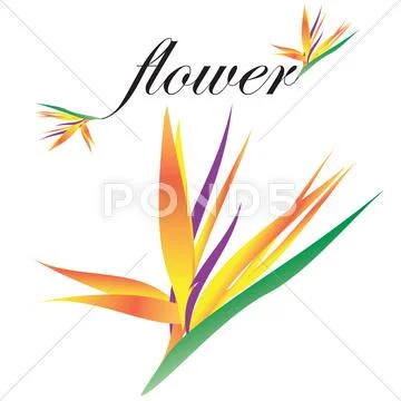 Bird of Paradise Flower Stock Illustration