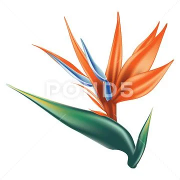 Bird of paradise flower Stock Illustration