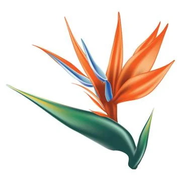 Bird of paradise flower Illustration