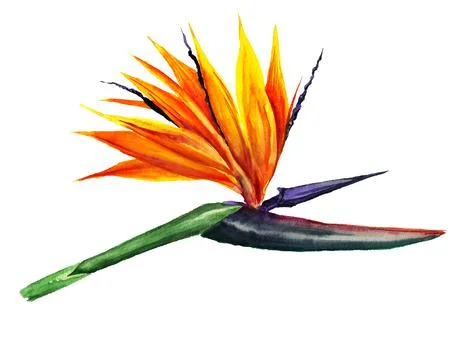 Bird of paradise flower Stock Illustration