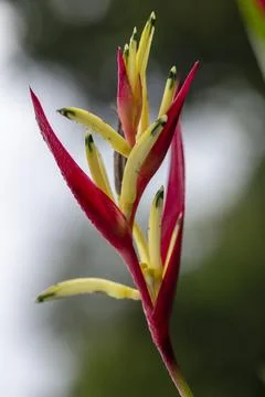 Bird of Paradise flower Stock-Fotos