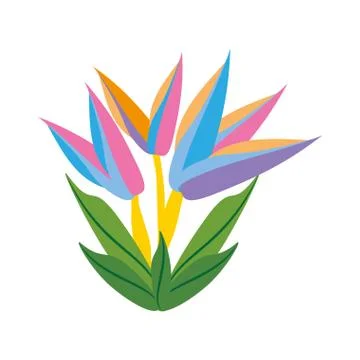 Bird of paradise flower spring イラスト素材