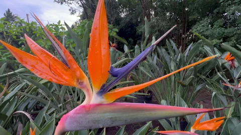 Bird of Paradise Flower Wide Angle View After Rain Vidéo 333352023