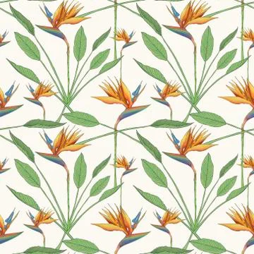 Bird of the paradise flowers seamless pattern Stock Illustration