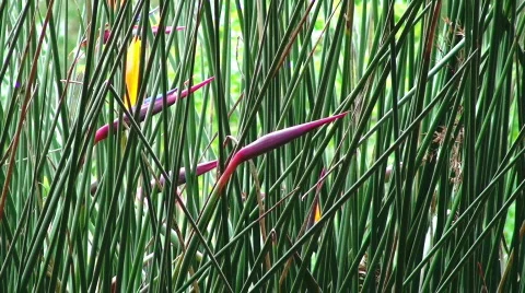 Bird of Paradise Stock Footage 634010
