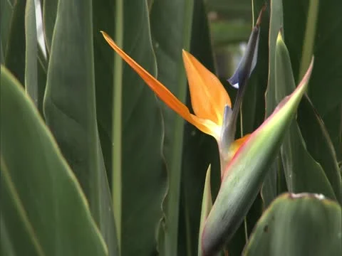 Bird of Paradise Stock-Footage 22243400