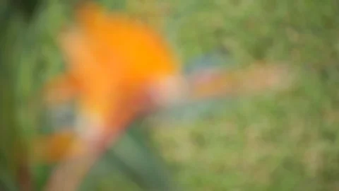 Bird of Paradise Stock Footage 104784478