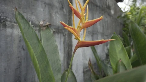 Bird of Paradise Stock Footage 113190189
