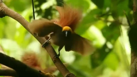 Bird paradise Stock Footage 209598818