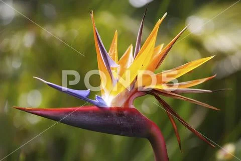 Bird of Paradise (Heliconia) flower,Hawaii, United States of America Stock Photos