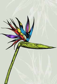 Bird of paradise Stock Illustration