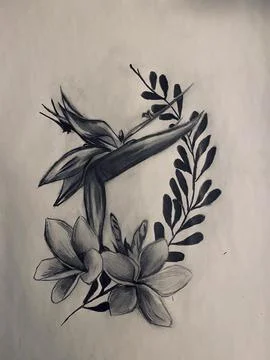 Bird of paradise Stock Illustration