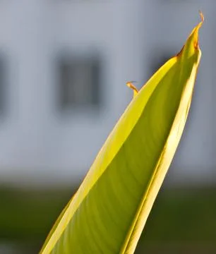Bird of Paradise Leaf Stock Photos