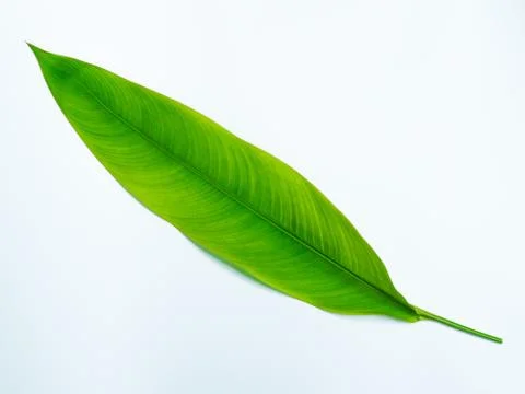 Bird of paradise leaf Stock Photos