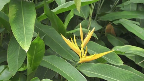 Bird of Paradise left to right pan Stock Footage 76593855