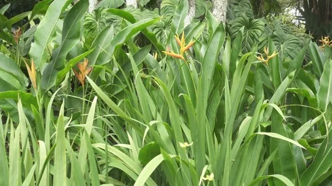 Bird of Paradise pan Video stock 76593991