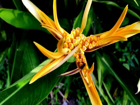 Bird of paradise in the park Видео 69863617