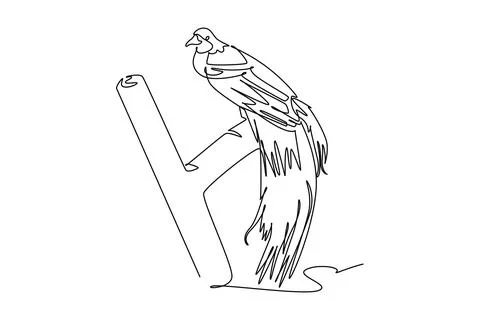 Bird of paradise perched on tree branch. Its magnificent long tail feathers Ilustração Stock