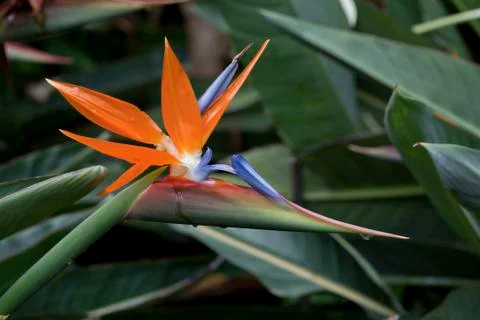 Bird of paradise Stock Photos