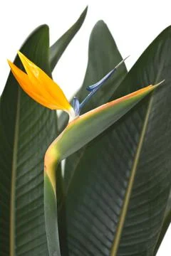 Bird of paradise Stock Photos