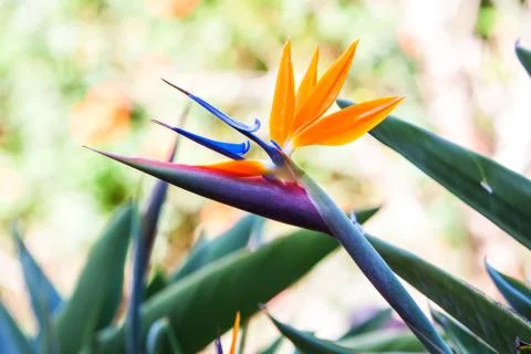 Bird of paradise Stock Photos